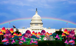 Psychedelic-Friendly ‘Initiative 81’ Plants Roots in D.C. November Ballot