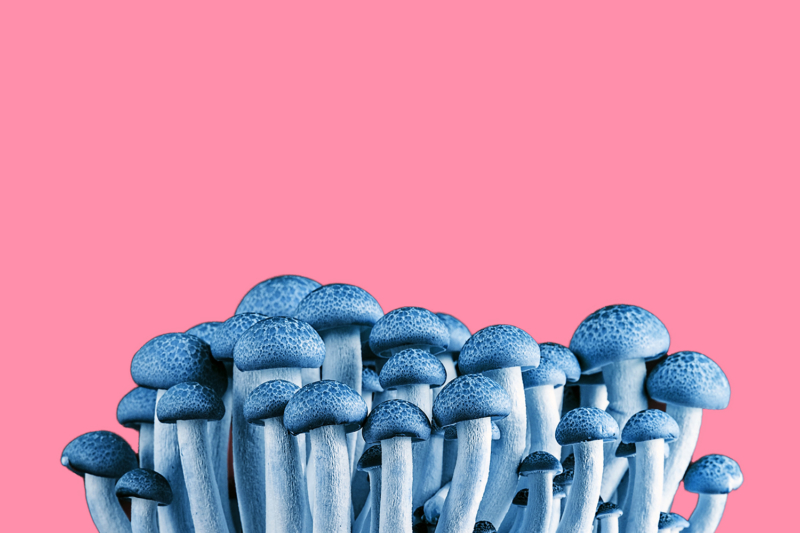 Quest For A Market-Friendly Synthetic Psilocybin