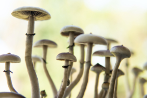 Wake Receives First-Ever Approval for Psilocybin Microdose Study for Anxiety and Depression
