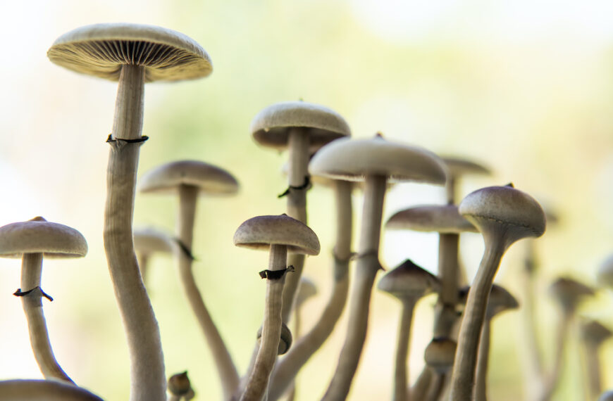 Oregon’s Democratic Party Endorses Legalization of Psilocybin