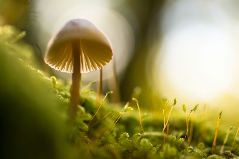 Psychedelics and Depression: What You Need to Know