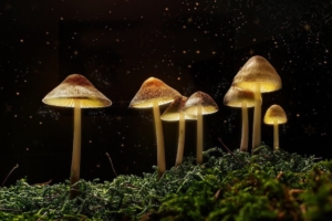 Are Psychedelics the Most Cost-Effective Way to Treat Mental Health Issues?
