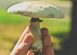 Ready to Become a Mushroom Master?