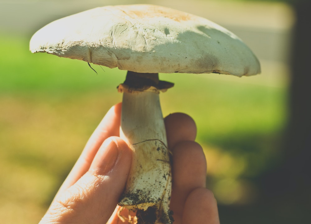 Become a Mushroom Master