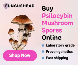 Psilocybin Mushroom Spores
