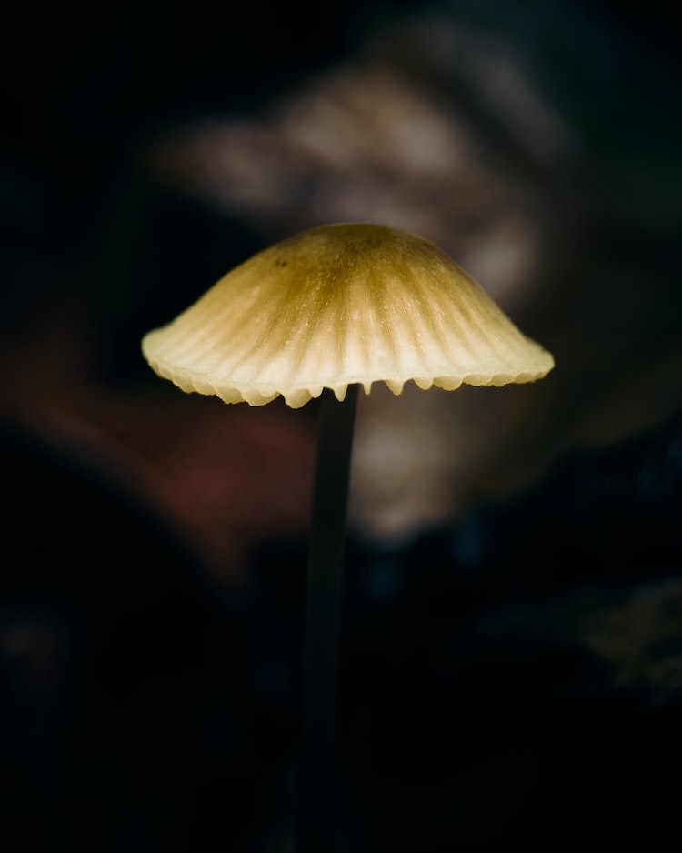 psilocybin spore