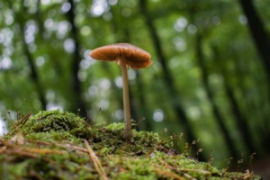 Is America Ready for Psilocybin Mushroom Retreats?