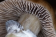 What Are Mushroom Spores