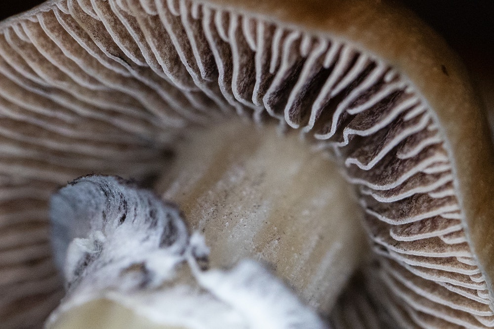 What Are Mushroom Spores