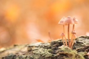 New Study Finds Possible Mechanism for Psilocybin’s Anti-Depressive Effects