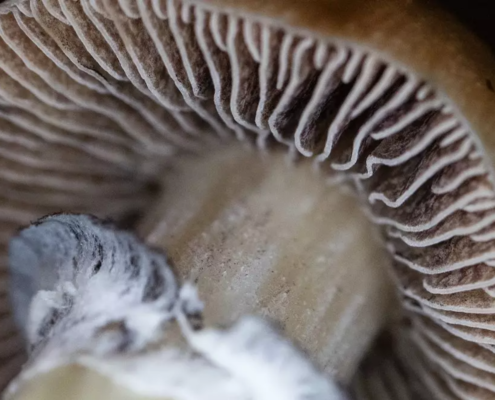 What exactly are psilocybin mushroom spores? Are they legal? Here's everything you need to know and how to grow your own.
