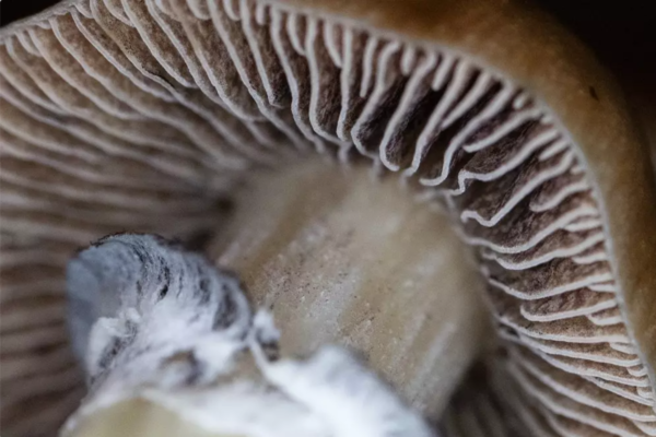 What Are Psilocybin Spores? Everything You Need to Know and Grow
