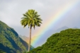Hawaii Moves to Legalize Psilocybin Treatment