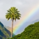 Hawaii Moves to Legalize Psilocybin Treatment
