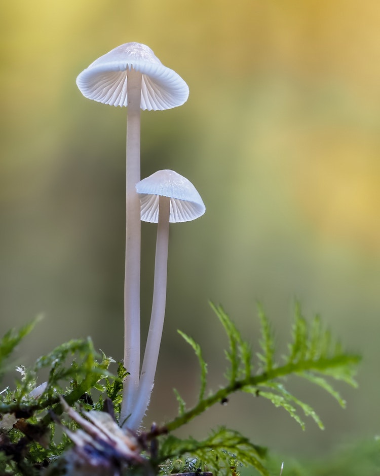 What Are Mushroom Spores