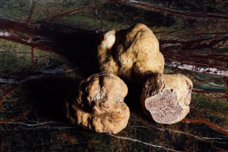 How Red Light Holland Is Bringing Psilocybin Truffles Mainstream