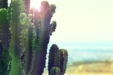The Benefits of Mescaline: How An Ancient Cactus Became a Future Medicine