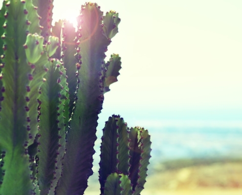 The Benefits of Mescaline: How An Ancient Cactus Became a Future Medicine