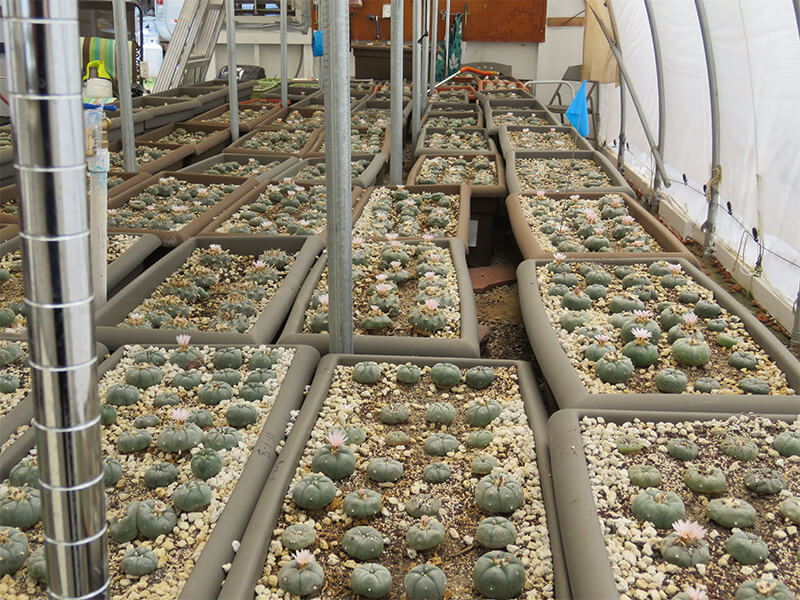 What Is Peyote? Everything You Need to Know About Mescaline Cactus