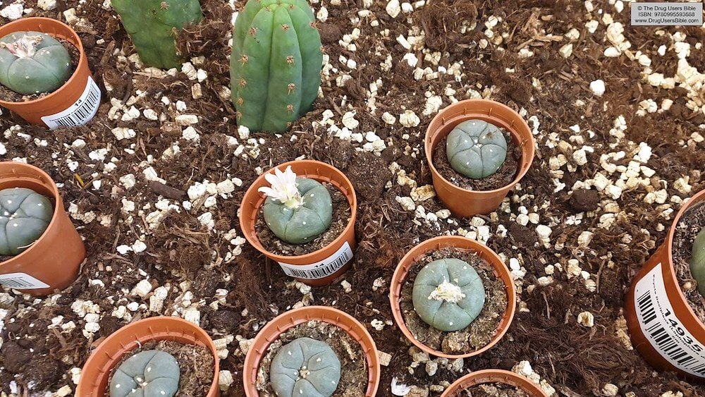What Is Peyote? Everything You Need to Know About Mescaline Cactus