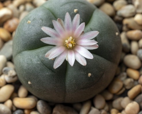 What Is Peyote? Everything You Need to Know About Mescaline Cactus