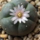 What Is Peyote? Everything You Need to Know About Mescaline Cactus