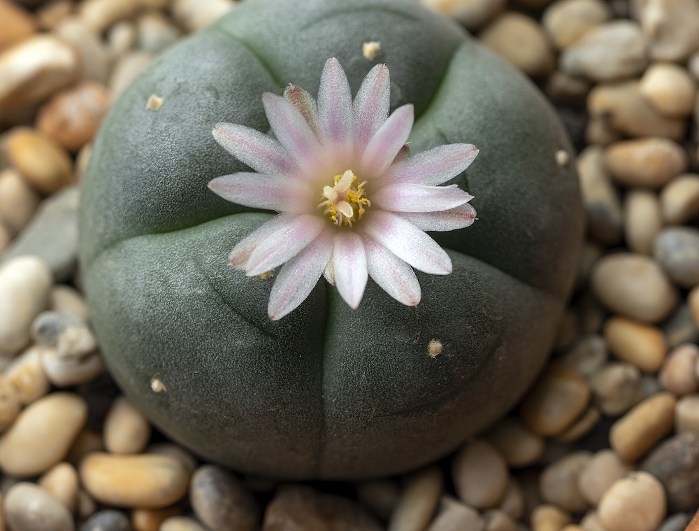 keep an eye out for peyote plants