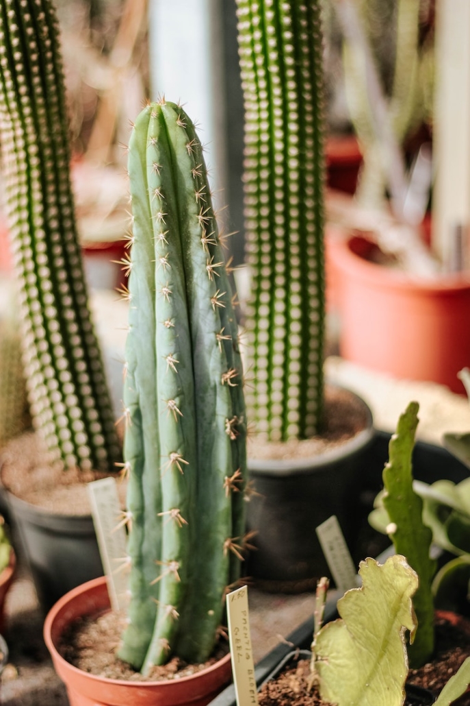 The Benefits of Mescaline: How An Ancient Cactus Became a Future Medicine