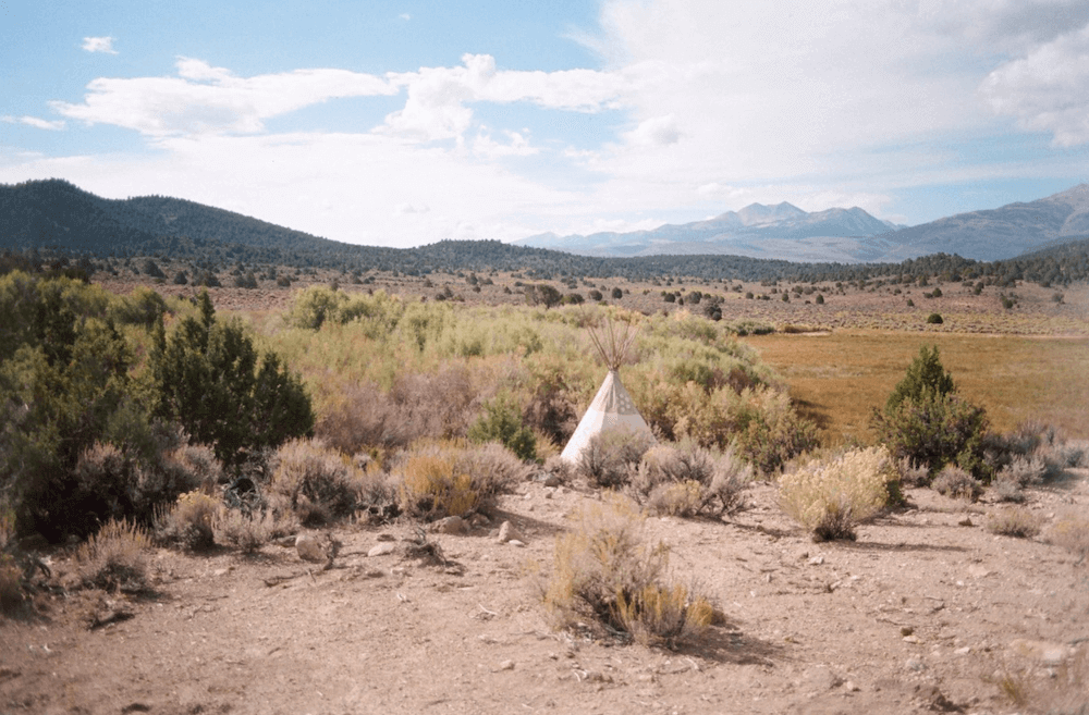 What Is Peyote? Everything You Need to Know About Mescaline Cactus