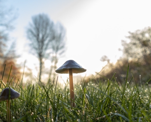 Are the Subjective Effects of Psychedelics Necessary for Therapy?