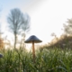 Are the Subjective Effects of Psychedelics Necessary for Therapy?