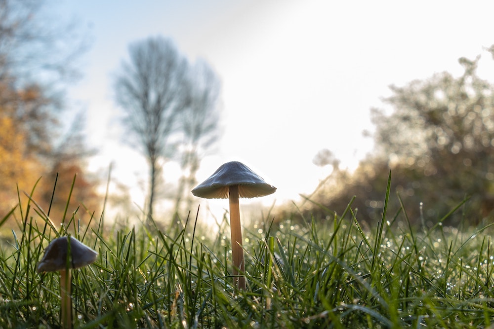 Are the Subjective Effects of Psychedelics Necessary for Therapy?