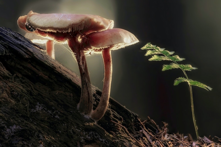 Defiance Just Launched the World’s Second Psychedelics-Focused ETF