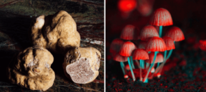 What are Psilocybin Truffles? Are They Safe?