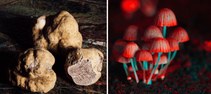 What Are Psilocybin Truffles Are They Safe Psychedelic Spotlight