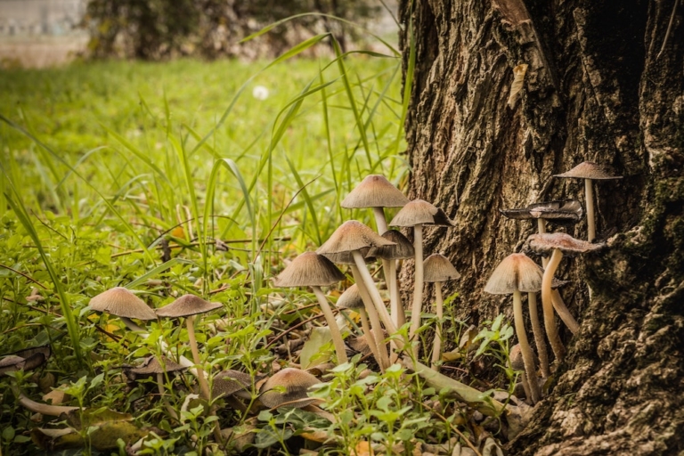 North America Is Poised to Take the Lead In Emerging Psychedelic Drugs Market