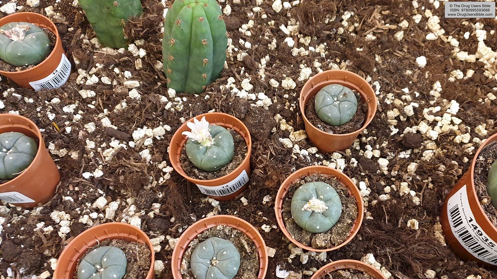 The Benefits of Peyote: Ancient Wisdom, Modern Medicine