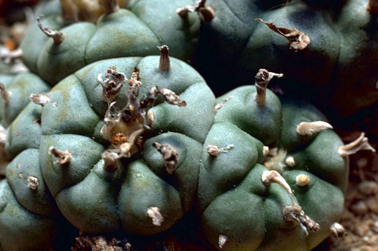 The Benefits of Peyote: Ancient Wisdom, Modern Medicine