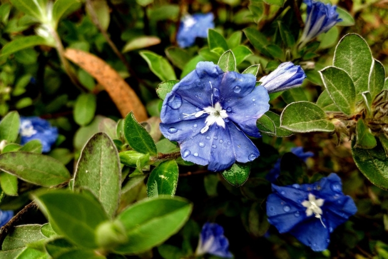 LSA Is Nature’s LSD: Meet the Unsynthesized Psychedelic Found In Ancient Flowers
