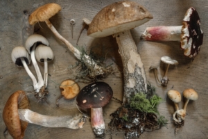 40 ‘New’ Psychedelic Compounds Found In More Than 25 Species of Mushrooms