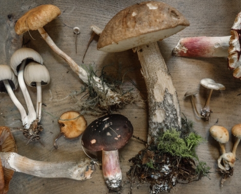40 'New' Psychedelic Compounds Found In More Than 25 Species of Mushrooms