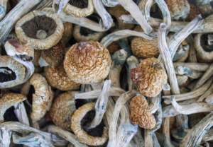 Single Dose of Psilocybin Strengthens Brain Connections in Mice, According to Yale Study