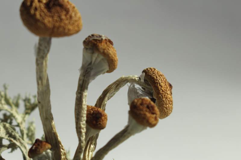 Oregon Psilocybin Advisory Board Finds the Psychedelic Reduces Depression and Anxiety