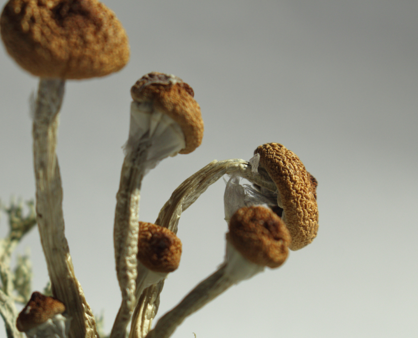 How to Grow Magic Mushrooms At Home Psychedelic Spotlight