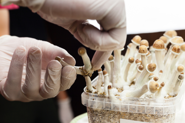 Pennsylvania Lawmakers to Propose Legalizing Psilocybin for Therapeutic Use