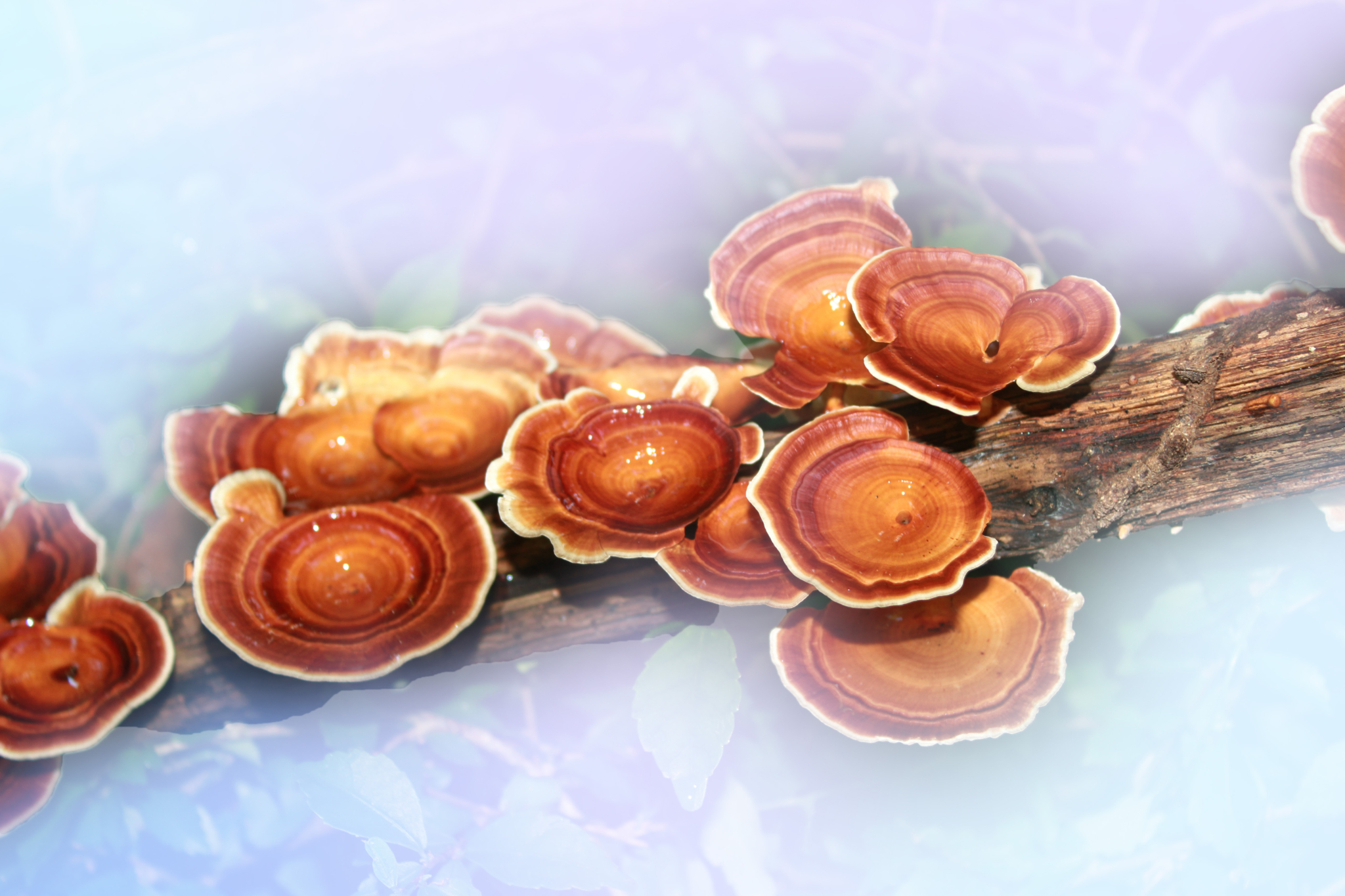 revive-therapeutics-exploring-this-mushroom-s-potential-to-treat-breast