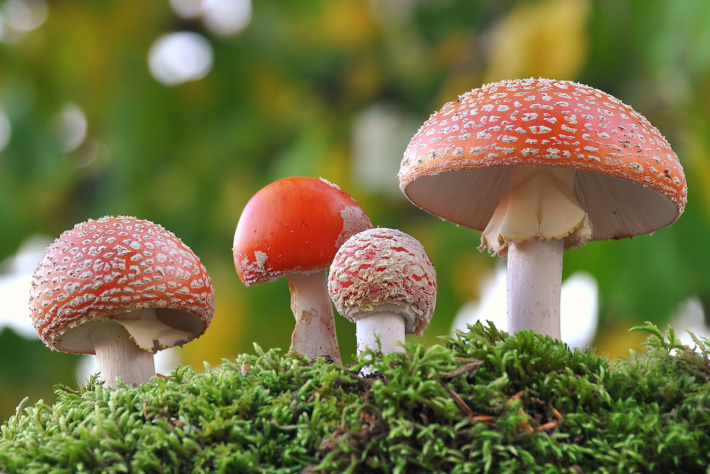 A Brief History of Magic Mushrooms Across Ancient Civilizations ...