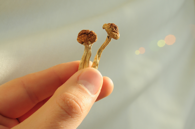 Majority of Canadians Support Psilocybin-Assisted Therapy, According to New Poll