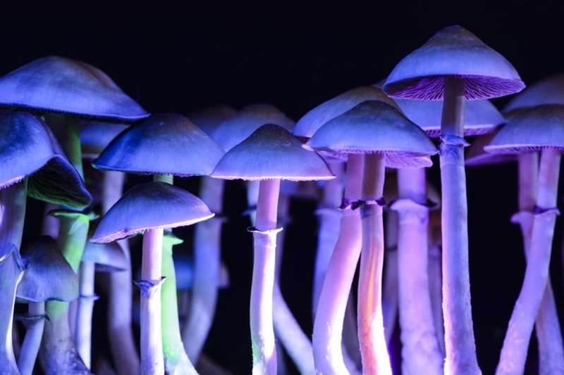 Scientists Begin Exploring Therapeutic Potential of Psilocybin Mushrooms Native to Australia