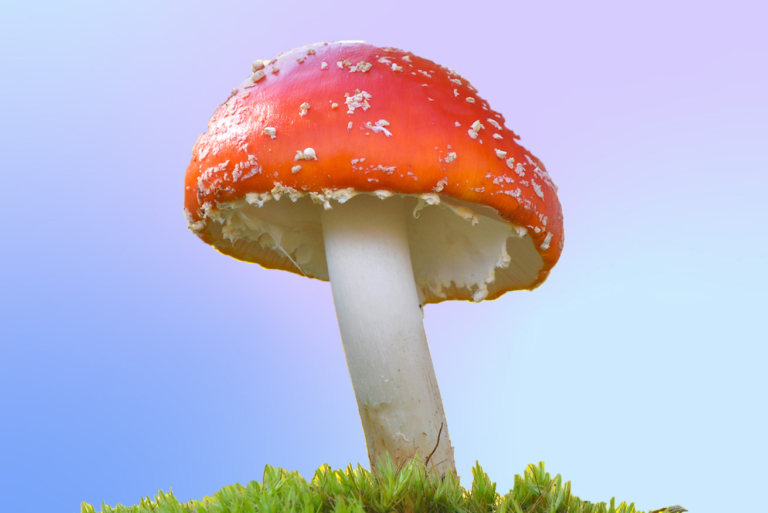 Psyched Wellness to Study Amanita Muscaria Mushroom Extract for Sleep Disorders